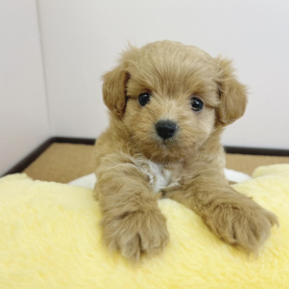 静岡県のチワプー/プーチー(チワワ×プードル) (犬の家＆猫の里マークイズ静岡店/2026年2月15日生まれ/女の子/アプリコット)の子犬の4枚目の画像