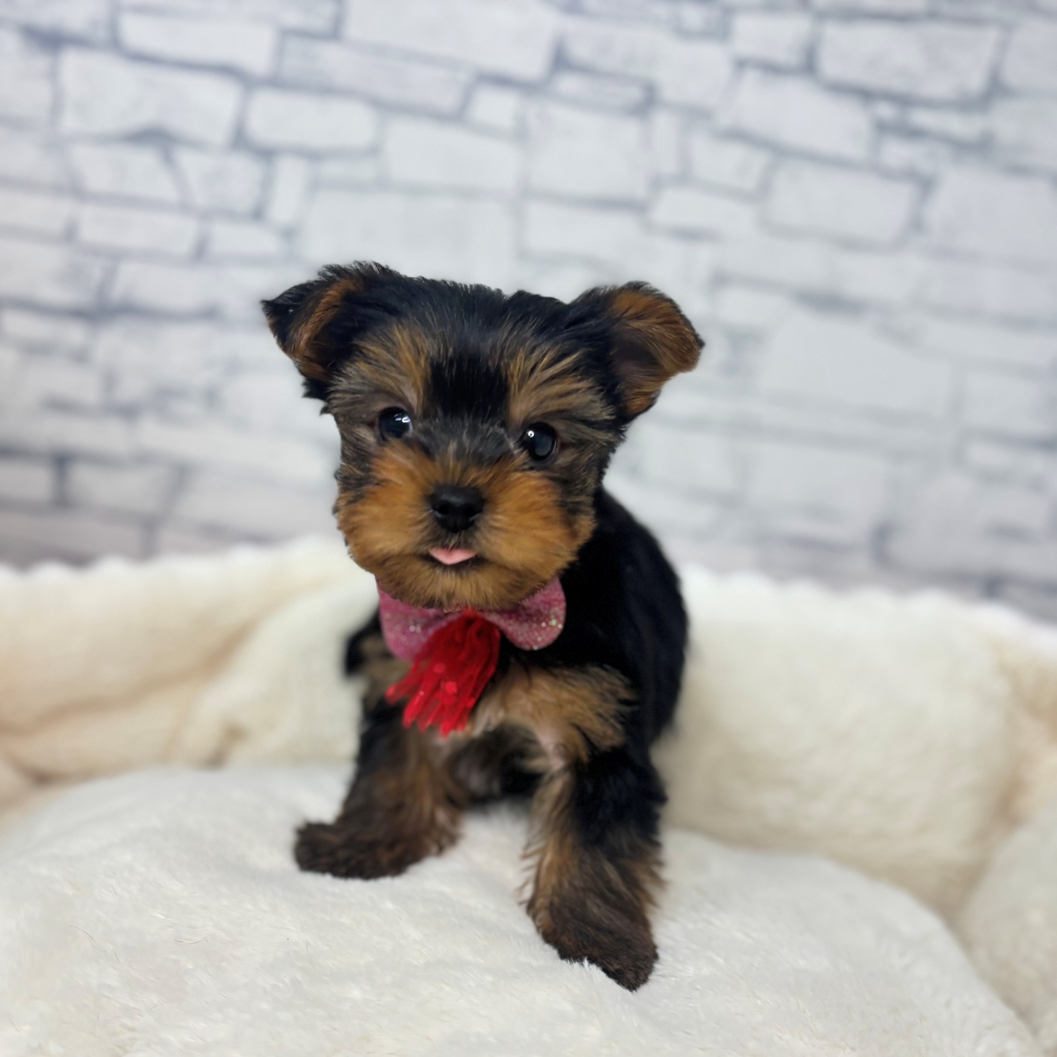 長野県のヨークシャーテリア (犬の家＆猫の里長野店/2026年2月16日生まれ/男の子/スチールブルータン)の子犬の4枚目の画像