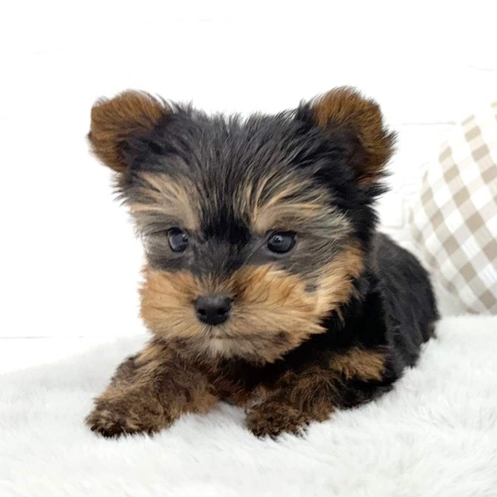 愛知県のヨークシャーテリア (犬の家＆猫の里豊川インター店/2026年2月16日生まれ/男の子/スチールブルータン)の子犬の4枚目の画像