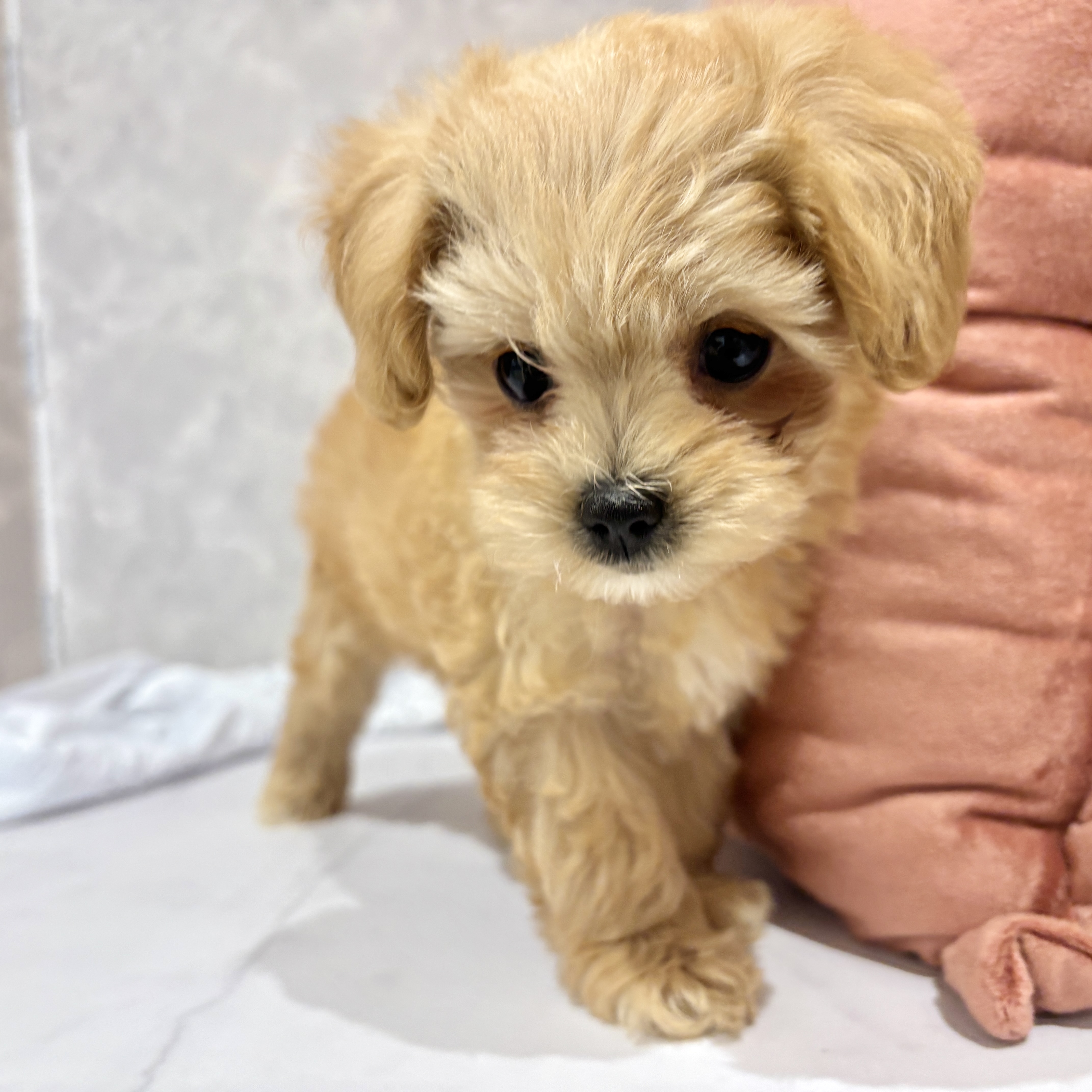 福岡県のマルプー(マルチーズ×プードル) (犬の家＆猫の里くりえいと宗像店/2026年2月11日生まれ/女の子/クリーム)の子犬の4枚目の画像