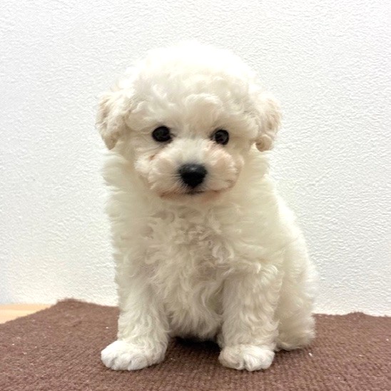 福岡県のビションプー(ビションフリーゼ×プードル) (犬の家＆猫の里トリアス久山店/2026年2月14日生まれ/男の子/ホワイト)の子犬の4枚目の画像