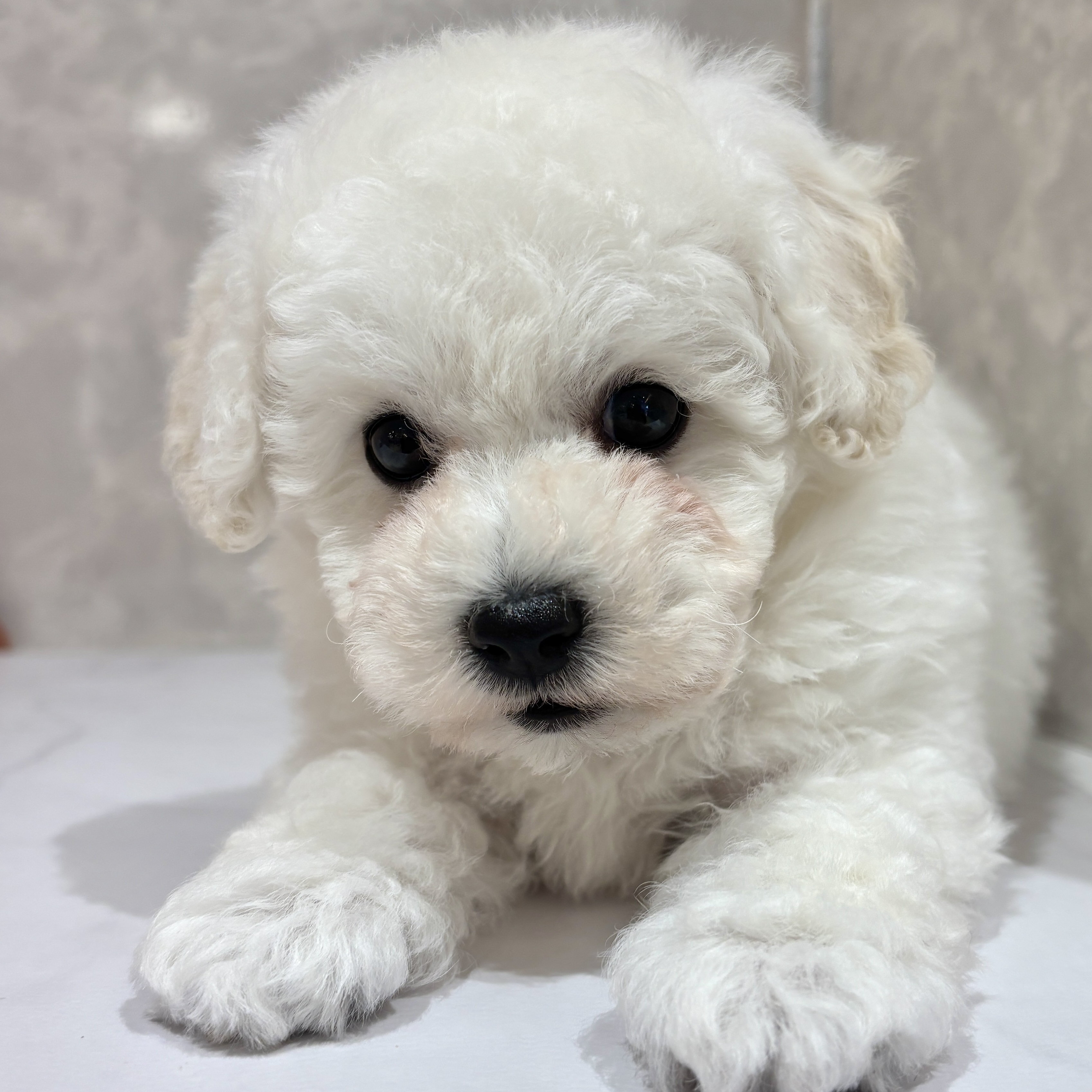 福岡県のビションプー(ビションフリーゼ×プードル) (犬の家＆猫の里くりえいと宗像店/2026年2月14日生まれ/男の子/ホワイト)の子犬の1枚目の画像