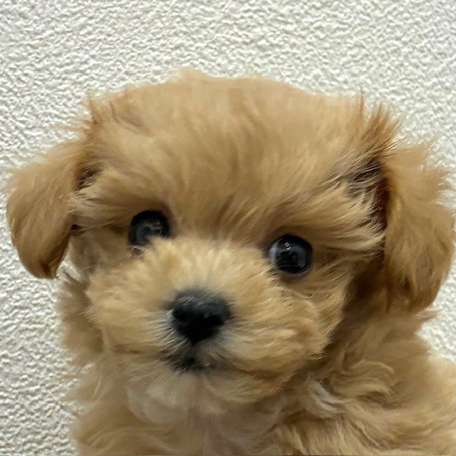 福岡県のマルプー(マルチーズ×プードル) (犬の家＆猫の里トリアス久山店/2026年2月17日生まれ/女の子/クリーム)の子犬の1枚目の画像