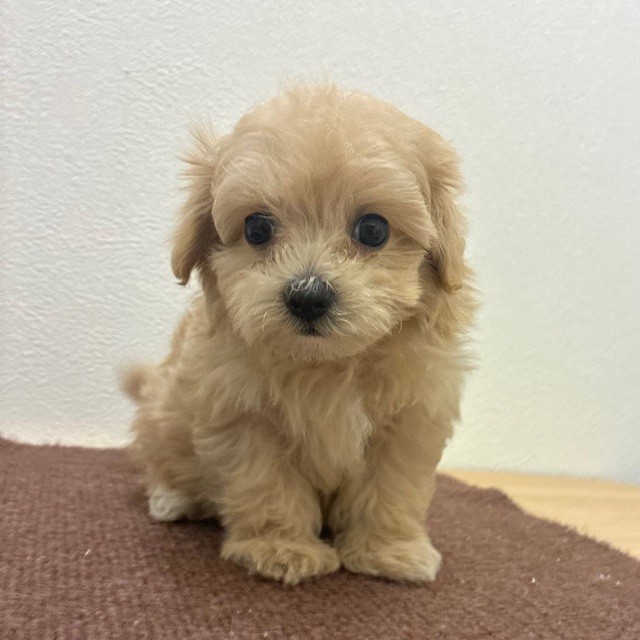 福岡県のマルプー(マルチーズ×プードル) (犬の家＆猫の里トリアス久山店/2026年2月17日生まれ/女の子/クリーム)の子犬の4枚目の画像