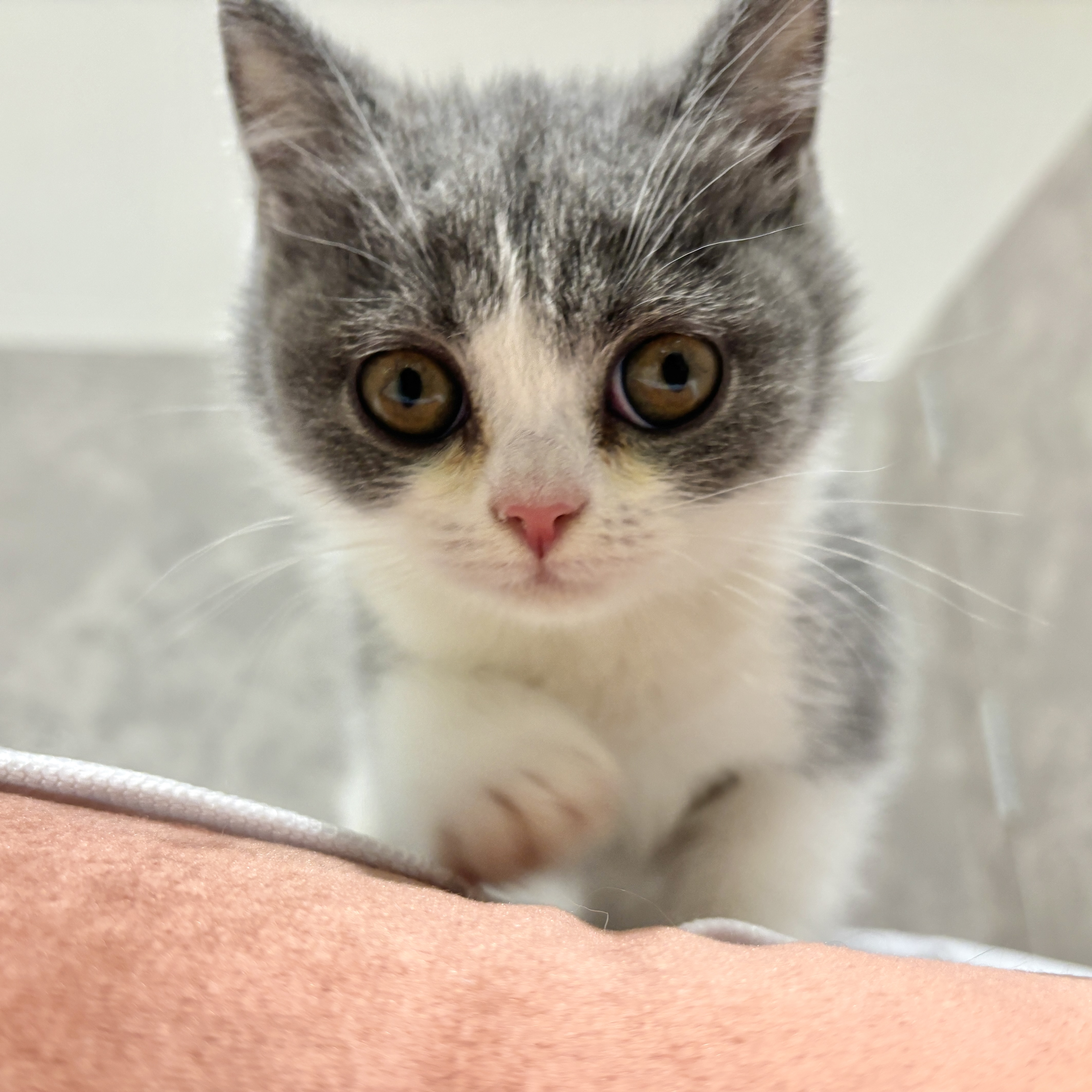 福岡県のブリティッシュショートヘアー (犬の家＆猫の里くりえいと宗像店/2026年2月14日生まれ/男の子/ブルーホワイト)の子猫の4枚目の画像