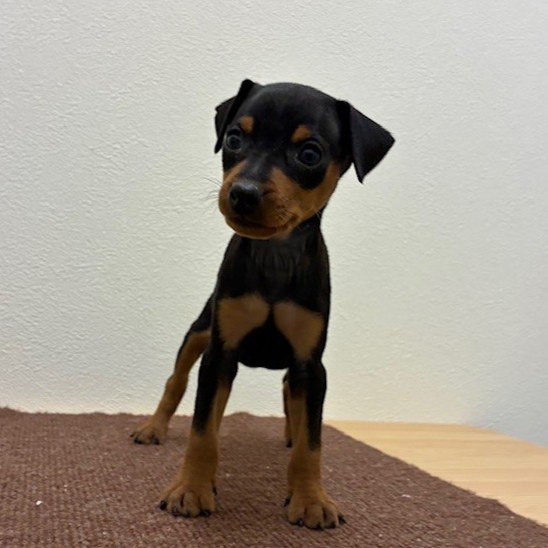 福岡県のミニチュアピンシャー (犬の家＆猫の里トリアス久山店/2026年2月15日生まれ/男の子/ブラックタン)の子犬の4枚目の画像