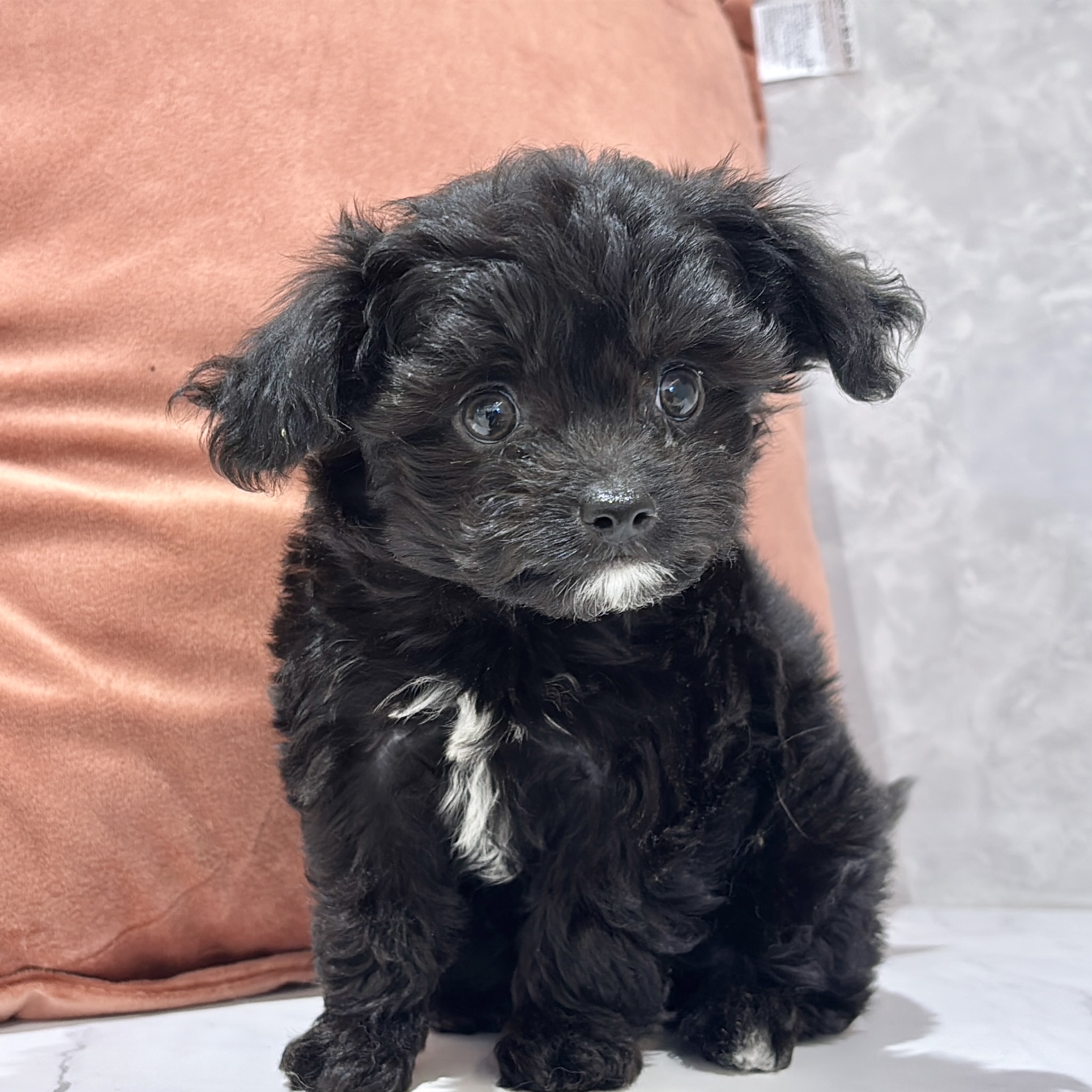 福岡県のチワプー/プーチー(チワワ×プードル) (犬の家＆猫の里くりえいと宗像店/2026年2月16日生まれ/男の子/ブラック)の子犬の4枚目の画像
