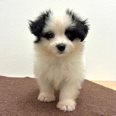 福岡県のハーフ犬・ミックス犬 (犬の家＆猫の里トリアス久山店/2026年2月14日生まれ/男の子/ホワイトブラック)の子犬の4枚目の画像