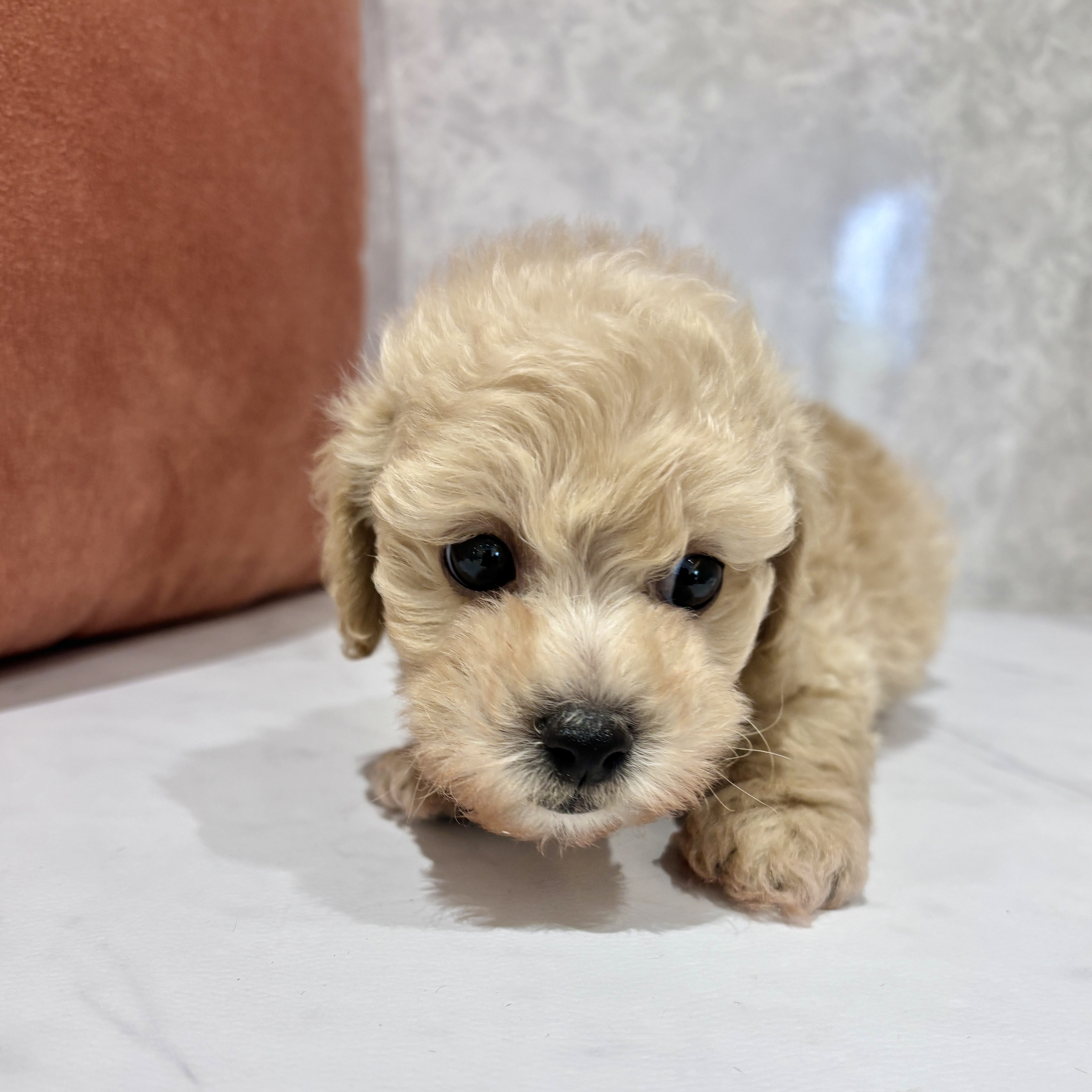 福岡県のトイプードル(トイ) (犬の家＆猫の里くりえいと宗像店/2026年2月15日生まれ/男の子/クリーム)の子犬の4枚目の画像