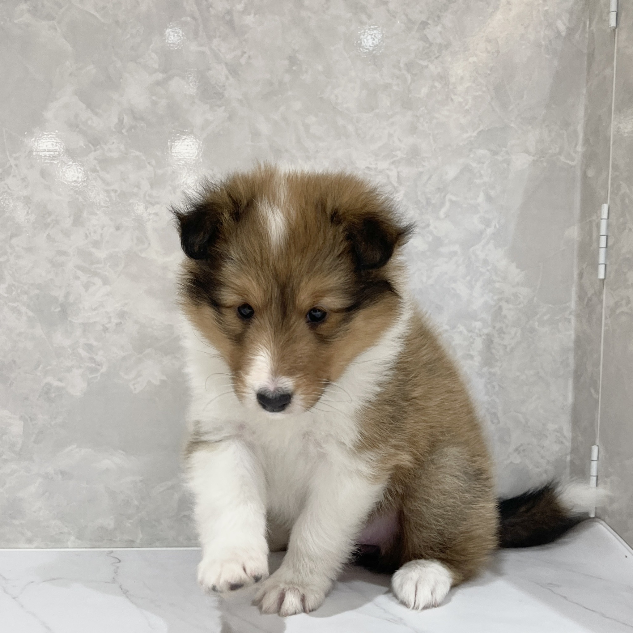 福岡県のシェットランドシープドッグ (犬の家＆猫の里くりえいと宗像店/2026年2月15日生まれ/女の子/セーブルホワイト)の子犬の4枚目の画像