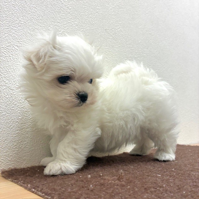 福岡県のマルチーズ (犬の家＆猫の里トリアス久山店/2026年2月16日生まれ/女の子/ホワイト)の子犬の4枚目の画像
