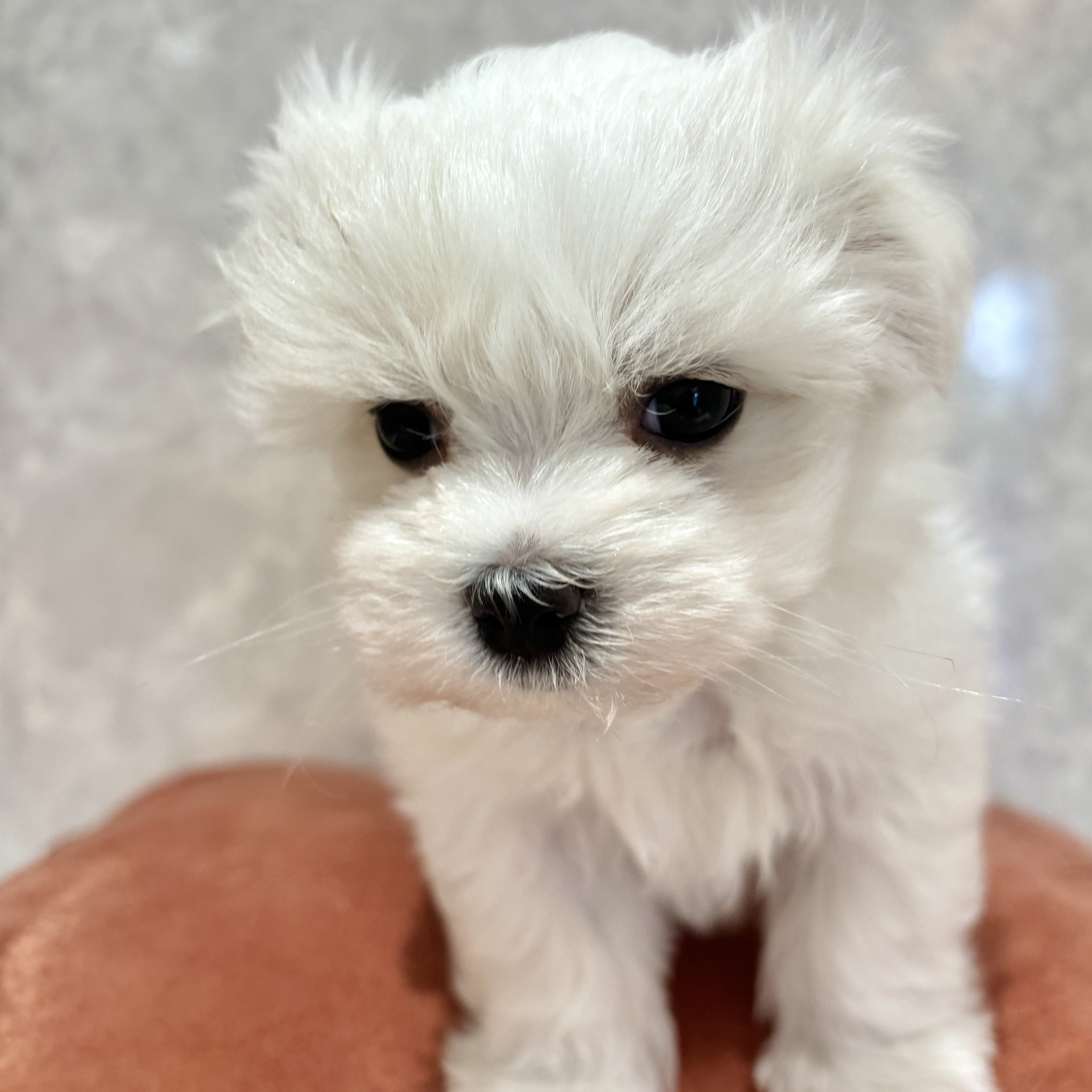 福岡県のマルチーズ (犬の家＆猫の里くりえいと宗像店/2026年2月16日生まれ/男の子/ホワイト)の子犬の4枚目の画像