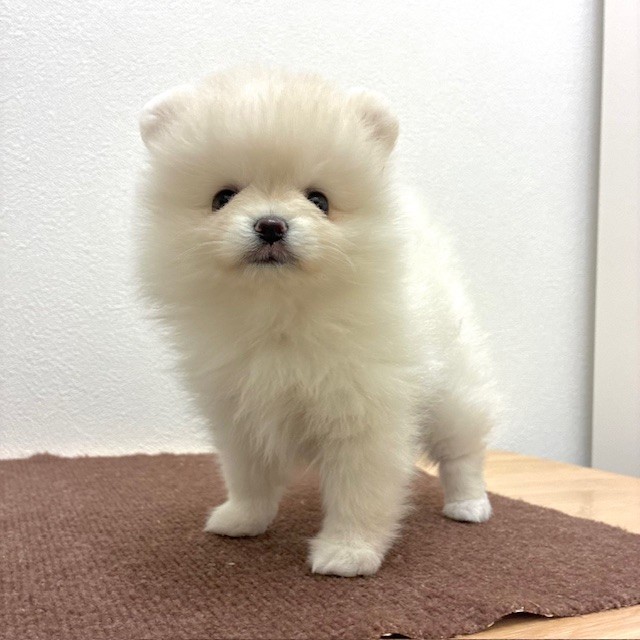 福岡県のポメラニアン (犬の家＆猫の里トリアス久山店/2026年2月16日生まれ/女の子/クリーム)の子犬の4枚目の画像