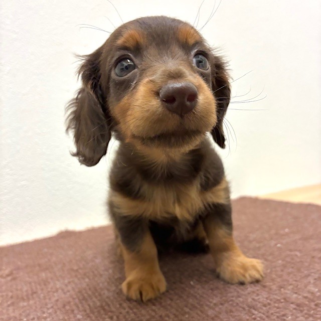 福岡県のカニンヘンダックスフンド(ロング) (犬の家＆猫の里トリアス久山店/2026年2月13日生まれ/女の子/チョコレートタン)の子犬の4枚目の画像