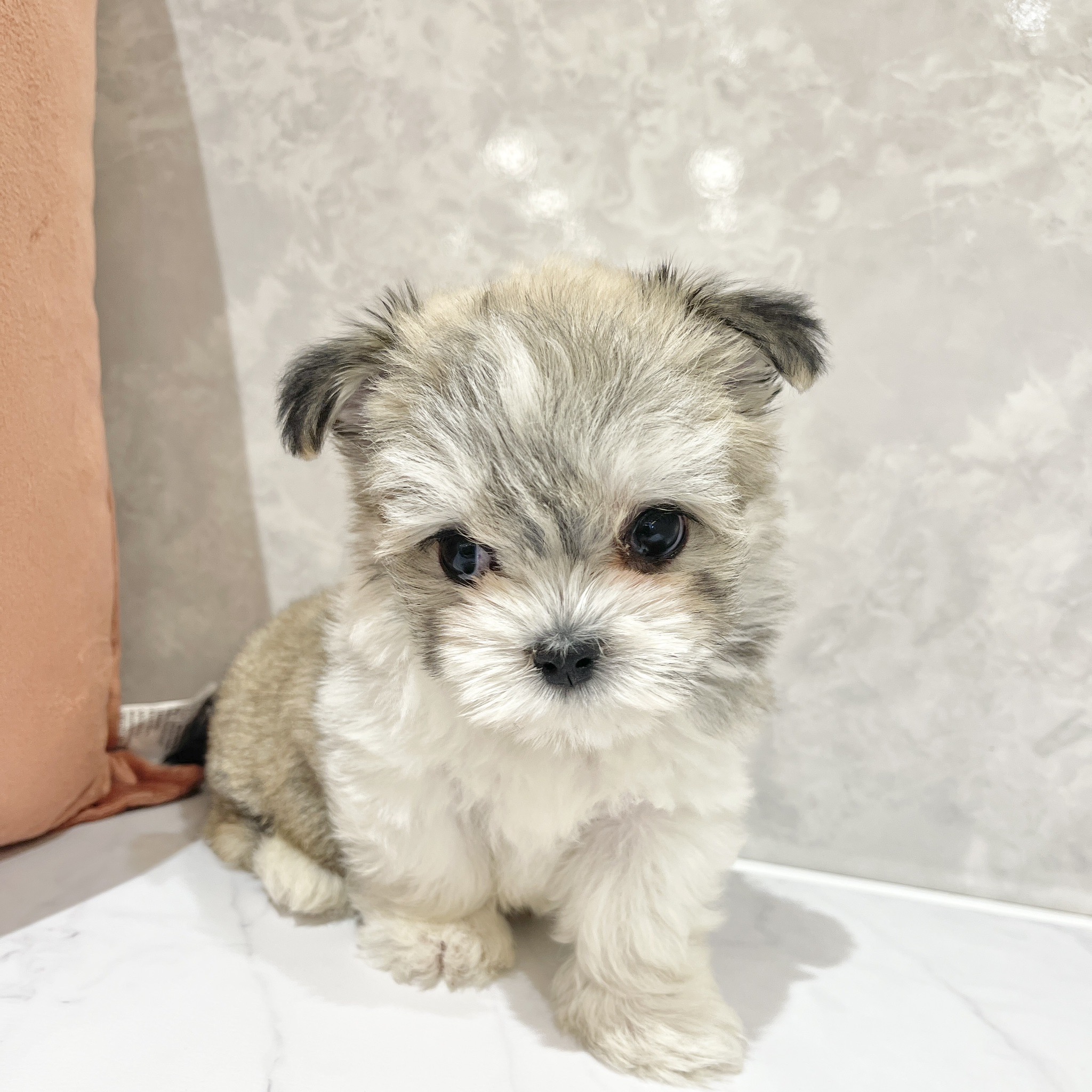 福岡県のチワマル/マルチワ(チワワ×マルチーズ) (犬の家＆猫の里くりえいと宗像店/2026年2月15日生まれ/男の子/フォーンホワイト)の子犬の4枚目の画像