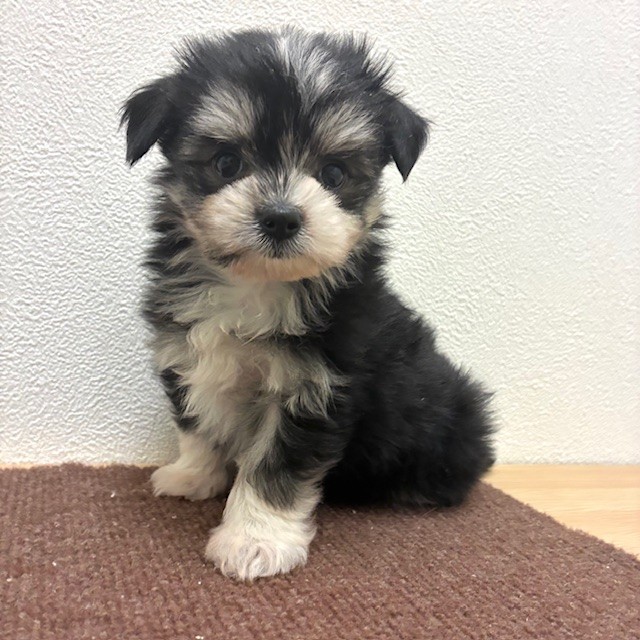福岡県のチワマル/マルチワ(チワワ×マルチーズ) (犬の家＆猫の里トリアス久山店/2026年2月16日生まれ/女の子/ブラックタンホワイト)の子犬の4枚目の画像