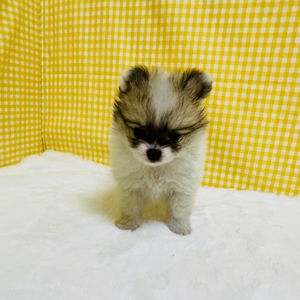 愛知県のポメチワ/チワポメ/ポメチー(ポメラニアン×チワワ) (犬の家＆猫の里一宮店/2026年2月10日生まれ/女の子/パーティーカラー)の子犬の4枚目の画像