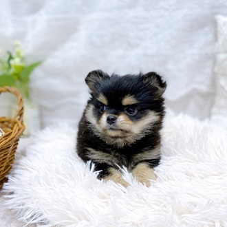 滋賀県のポメチワ/チワポメ/ポメチー(ポメラニアン×チワワ) (犬の家＆猫の里長浜店/2026年2月17日生まれ/男の子/ブラックタンホワイト)の子犬の4枚目の画像