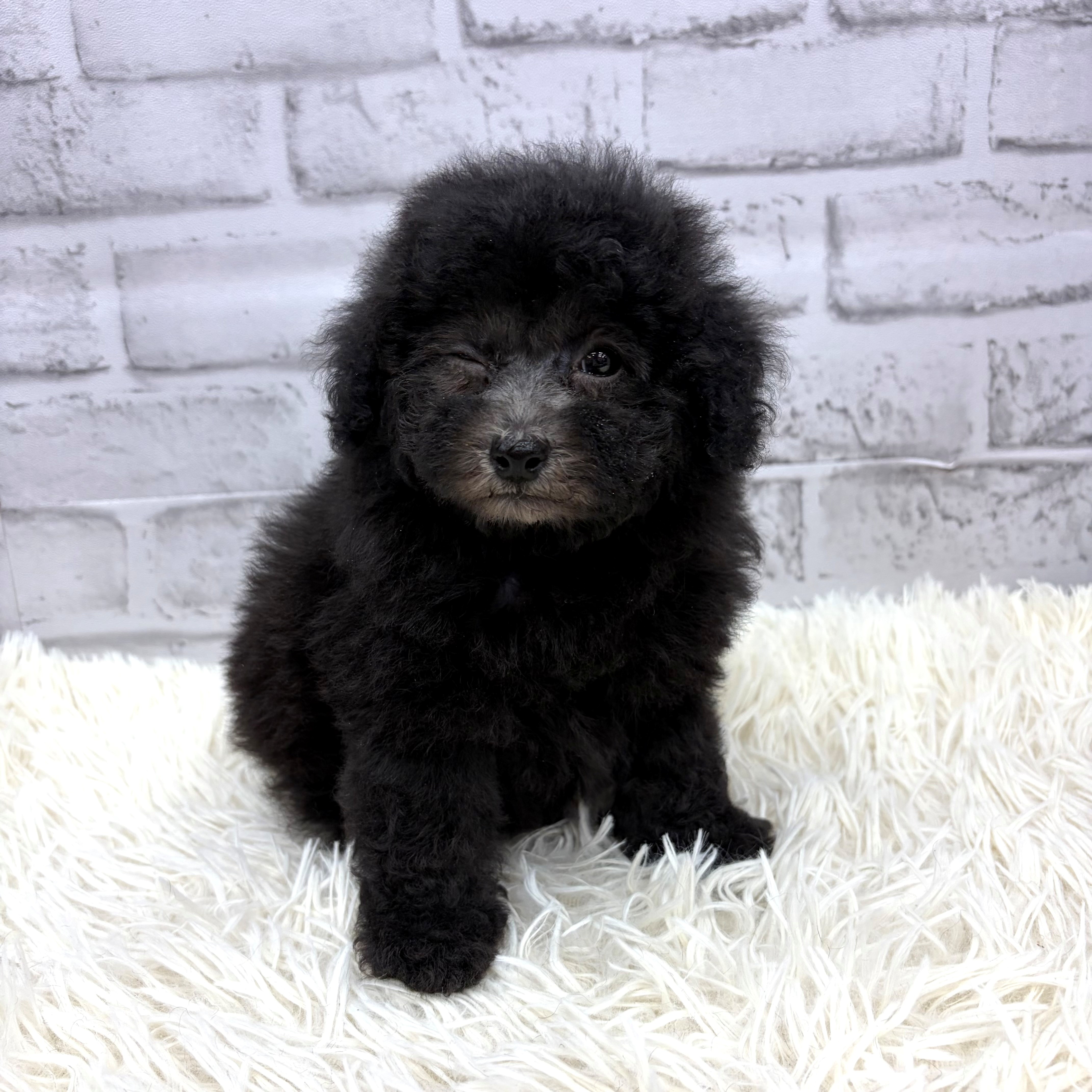 愛知県のトイプードル(トイ) (犬の家＆猫の里MEGAドン・キホーテ東海名和店/2026年2月17日生まれ/女の子/グレー)の子犬の4枚目の画像