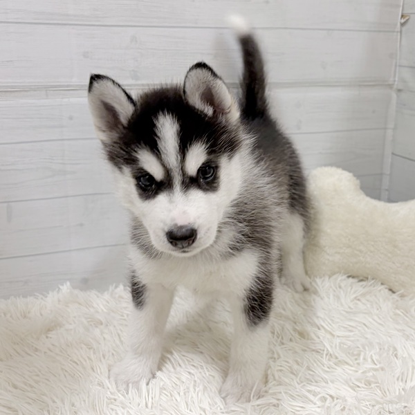 愛知県のシベリアンハスキー (犬の家＆猫の里豊田店/2026年2月17日生まれ/女の子/ブラックホワイト)の子犬の4枚目の画像