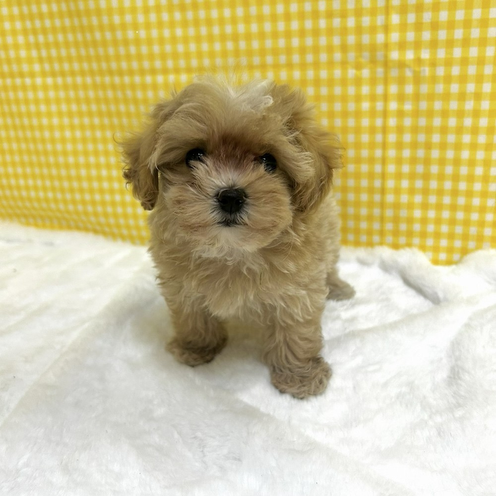 愛知県のマルプー(マルチーズ×プードル) (犬の家＆猫の里一宮店/2026年2月17日生まれ/女の子/アプリコットホワイト)の子犬の4枚目の画像