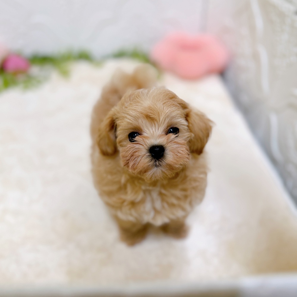 愛知県のマルプー(マルチーズ×プードル) (犬の家＆猫の里岡崎店/2026年2月16日生まれ/男の子/アプリコットホワイト)の子犬の4枚目の画像