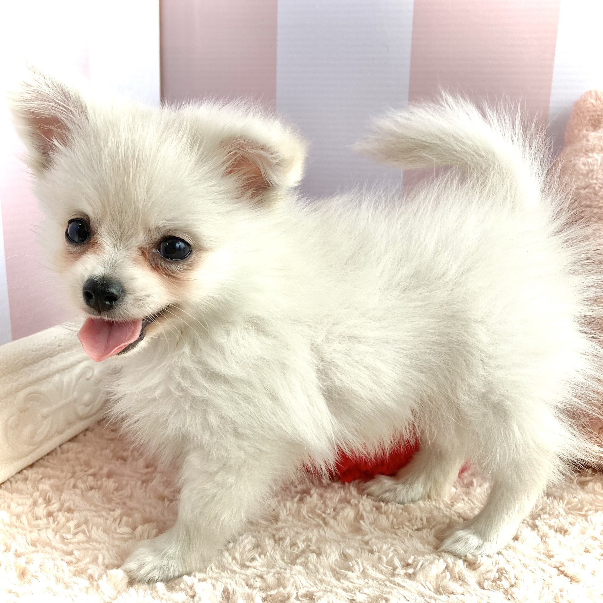 岡山県のポメチワ/チワポメ/ポメチー(ポメラニアン×チワワ) (犬の家＆猫の里倉敷中庄店/2026年2月18日生まれ/男の子/クリームホワイト)の子犬の4枚目の画像