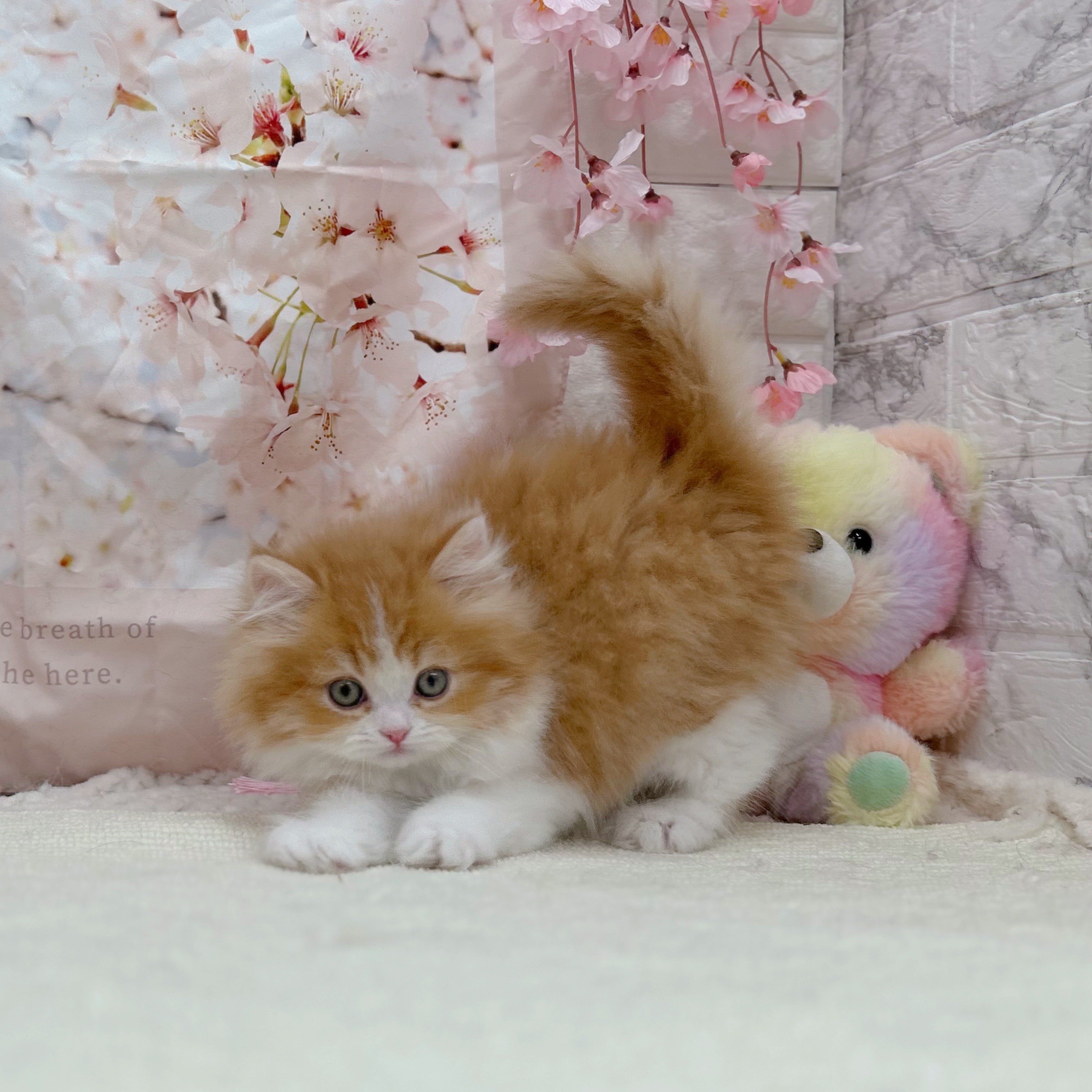 岐阜県のミヌエット (犬の家＆猫の里岐南店/2026年2月18日生まれ/男の子/レッドホワイト)の子猫の4枚目の画像