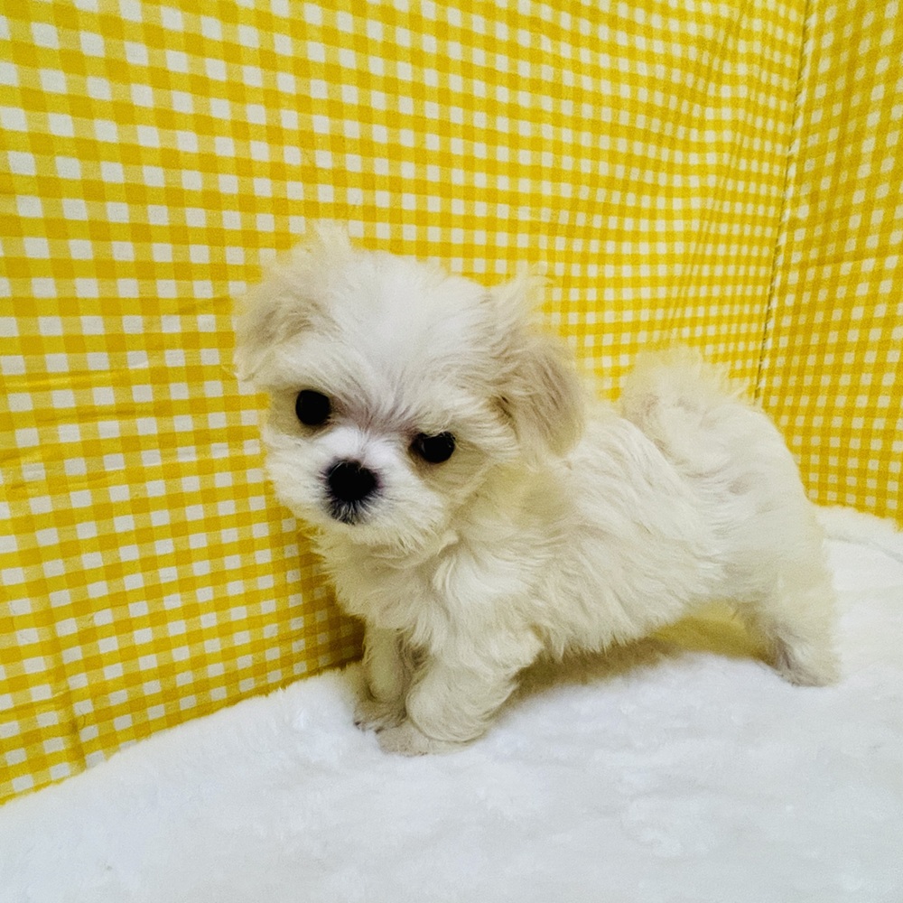 愛知県のマルチーズ (犬の家＆猫の里一宮店/2026年2月16日生まれ/女の子/ホワイト)の子犬の4枚目の画像