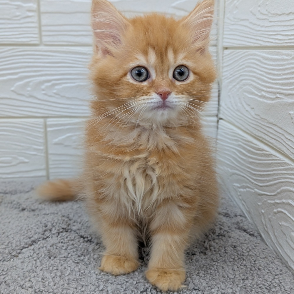愛知県のサイベリアン (犬の家＆猫の里七宝店/2026年2月15日生まれ/女の子/レッドタビー)の子猫の4枚目の画像