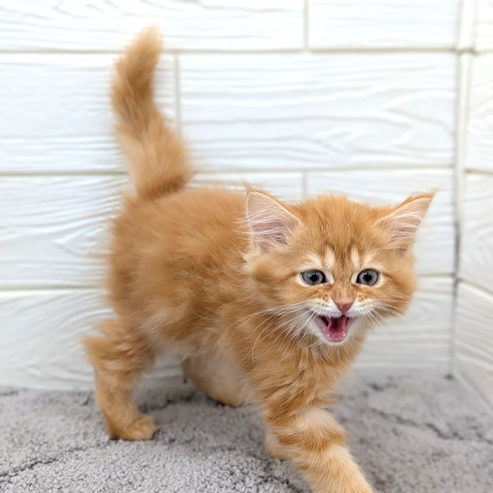 愛知県のサイベリアン (犬の家＆猫の里七宝店/2026年2月15日生まれ/女の子/レッドタビー)の子猫の4枚目の画像