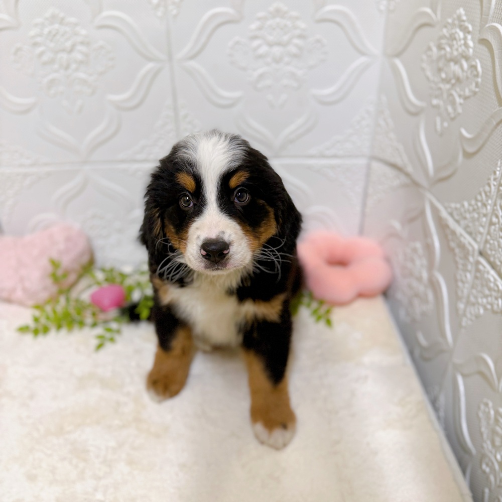 愛知県のバーニーズマウンテンドッグ (犬の家＆猫の里岡崎店/2026年2月18日生まれ/女の子/ブラックラストホワイト)の子犬の4枚目の画像