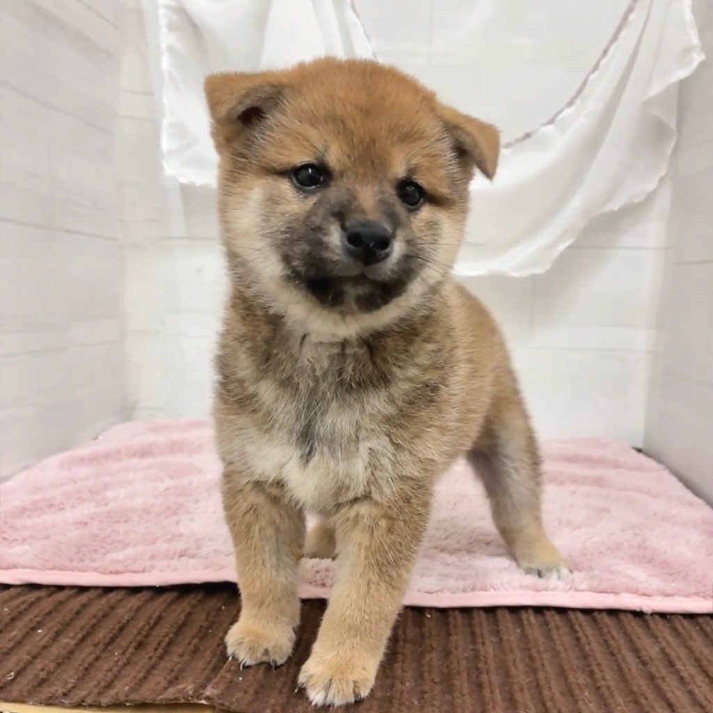 愛知県の柴犬(標準サイズ) (犬の家＆猫の里碧南店/2026年2月17日生まれ/男の子/赤)の子犬の4枚目の画像