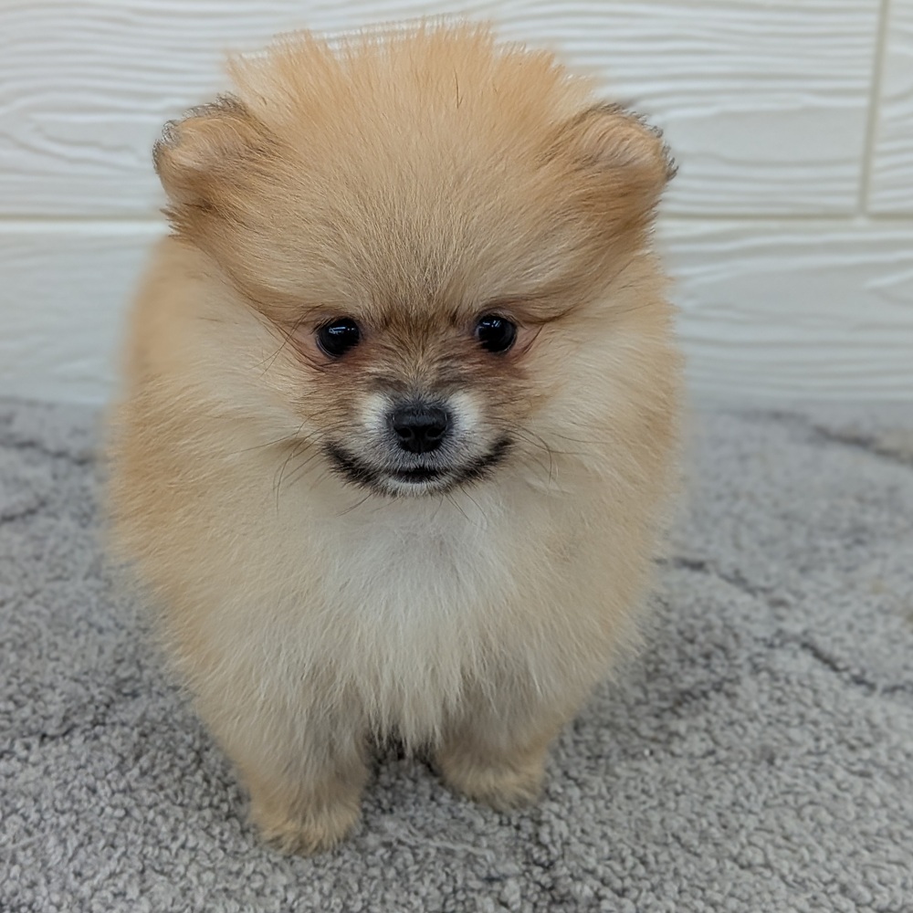 愛知県のポメラニアン (犬の家＆猫の里七宝店/2026年2月11日生まれ/女の子/オレンジ)の子犬の4枚目の画像