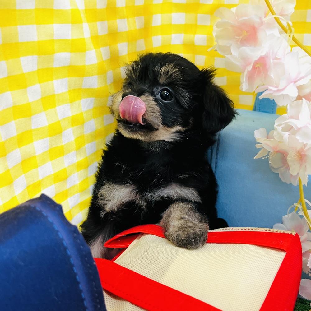 愛知県のチワプー/プーチー(チワワ×プードル) (犬の家＆猫の里名古屋天白店/2026年2月18日生まれ/女の子/ブラックタン)の子犬の4枚目の画像