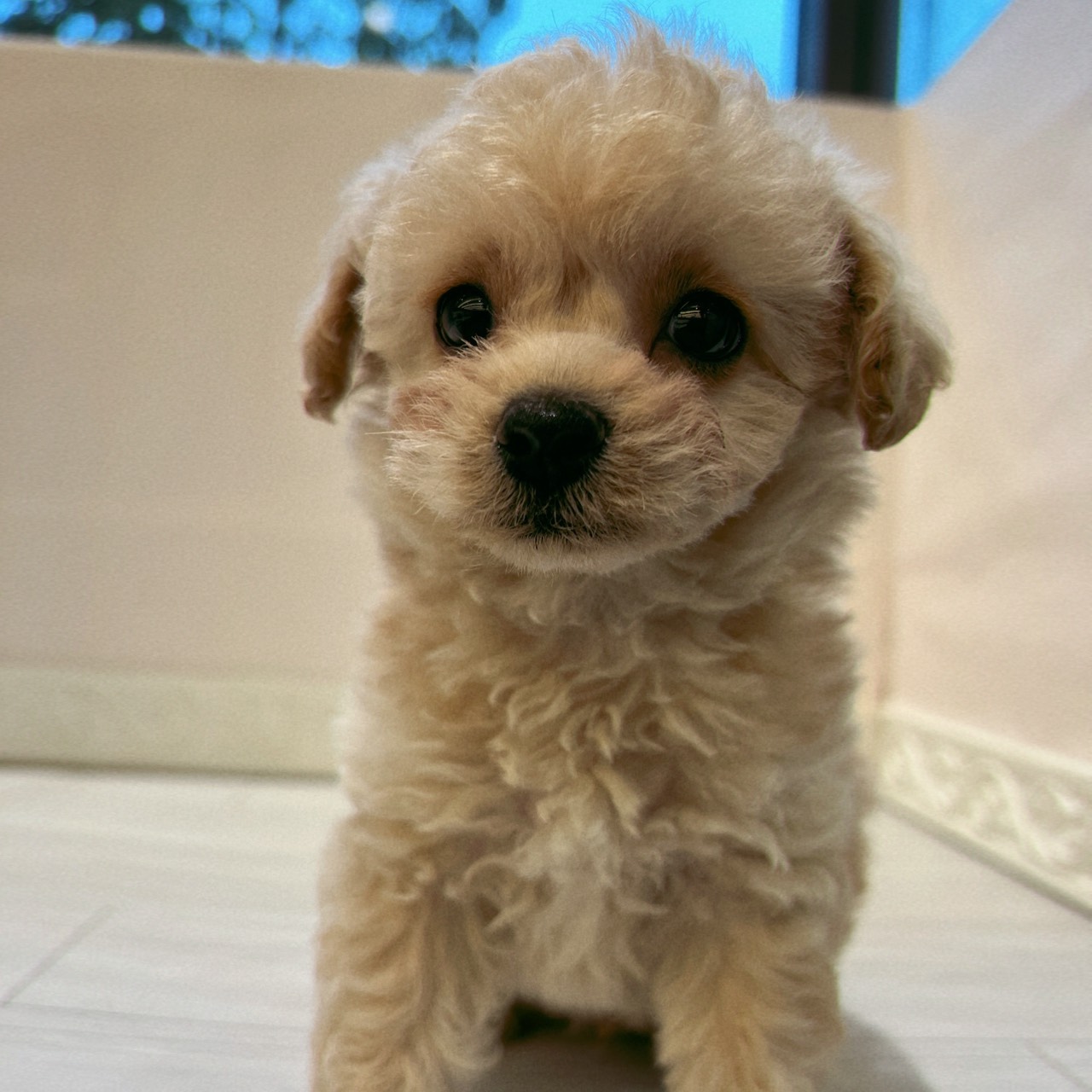 岐阜県のチワプー/プーチー(チワワ×プードル) (犬の家＆猫の里中津川店/2026年2月18日生まれ/男の子/アプリコット)の子犬の4枚目の画像