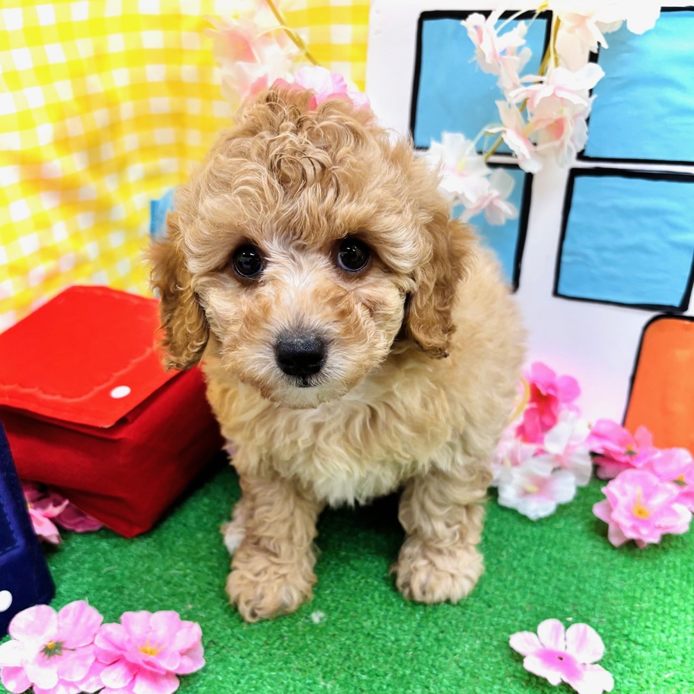 愛知県のトイプードル(トイ) (犬の家＆猫の里名古屋天白店/2026年2月13日生まれ/女の子/オレンジフォーン)の子犬の4枚目の画像