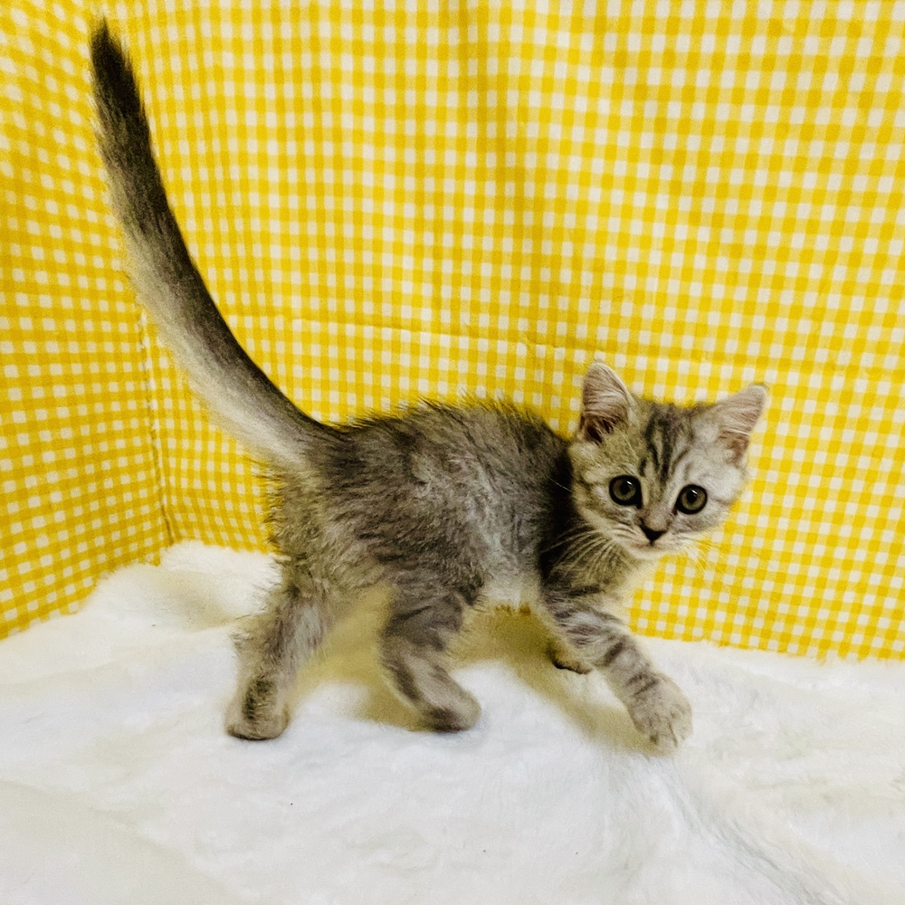 愛知県のスコティッシュストレート (犬の家＆猫の里一宮店/2026年2月15日生まれ/女の子/ブルーシルバータビー)の子猫の4枚目の画像
