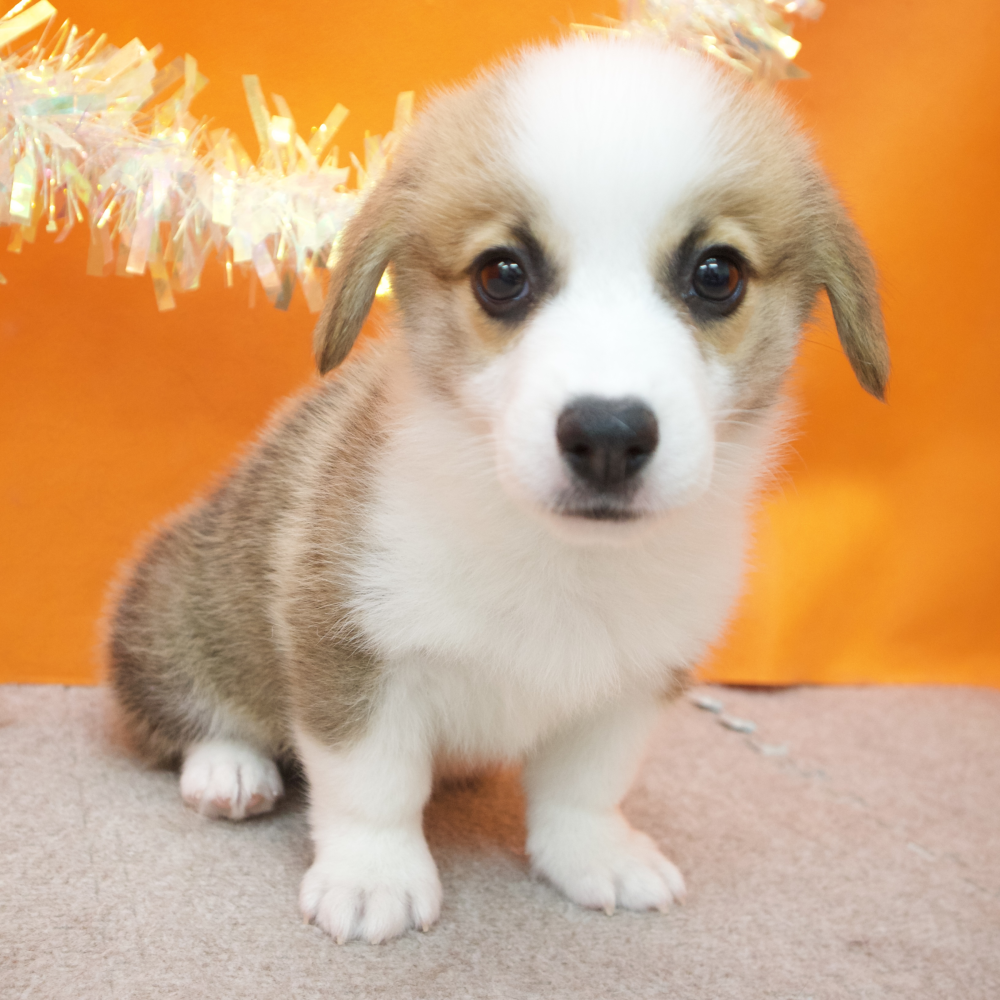 大阪府のウェルシュコーギーペンブローク (犬の家＆猫の里吹田店/2026年2月18日生まれ/男の子/レッドホワイト)の子犬の4枚目の画像