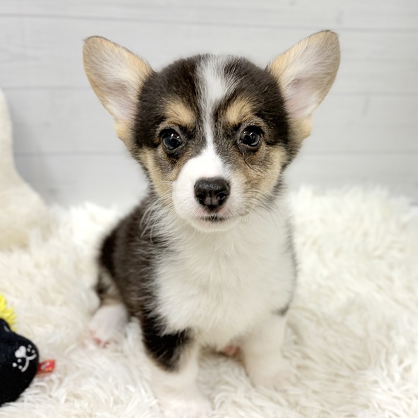 愛知県のウェルシュコーギーペンブローク (犬の家＆猫の里豊田店/2026年2月18日生まれ/女の子/ブラックタンホワイト)の子犬の4枚目の画像
