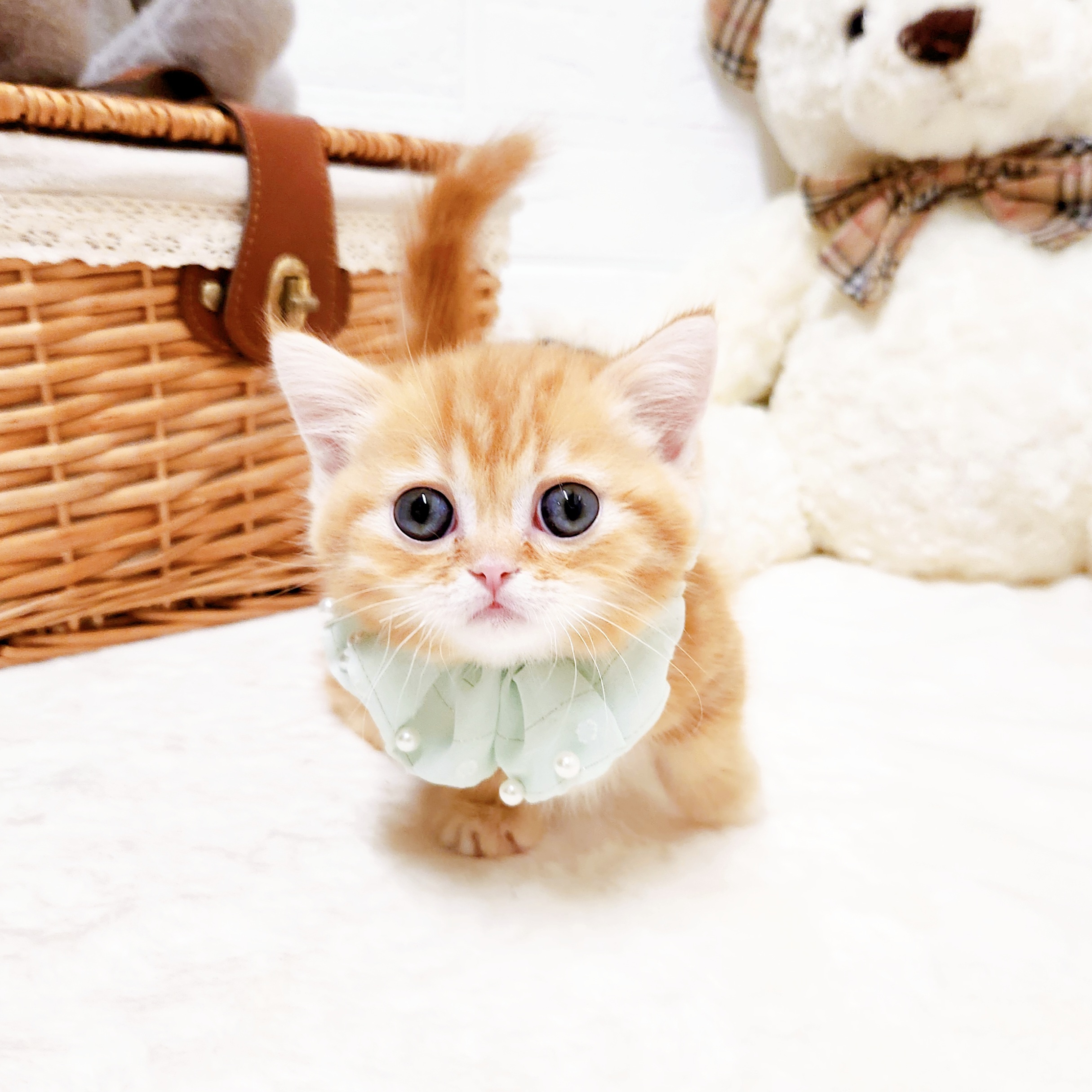 滋賀県のマンチカン (犬の家＆猫の里近江八幡店/2026年2月18日生まれ/男の子/レッドタビー)の子猫の4枚目の画像