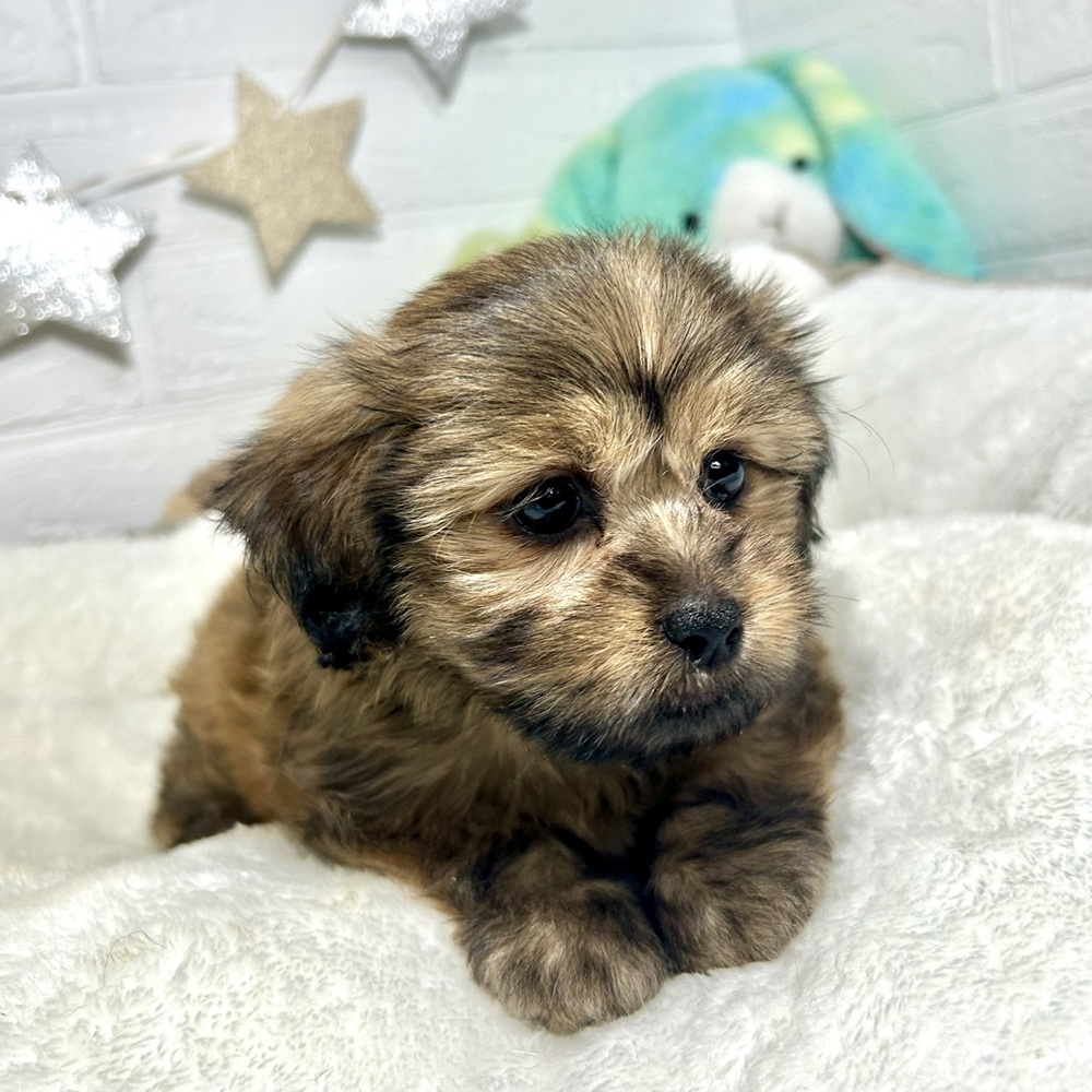 兵庫県のハーフ犬・ミックス犬 (犬の家＆猫の里ニッケパークタウン加古川店/2026年2月18日生まれ/女の子/フォーン)の子犬の4枚目の画像