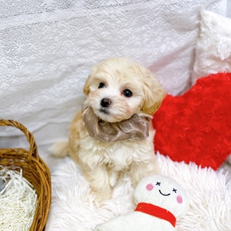 滋賀県のマルプー(マルチーズ×プードル) (犬の家＆猫の里長浜店/2026年2月16日生まれ/男の子/クリーム)の子犬の4枚目の画像