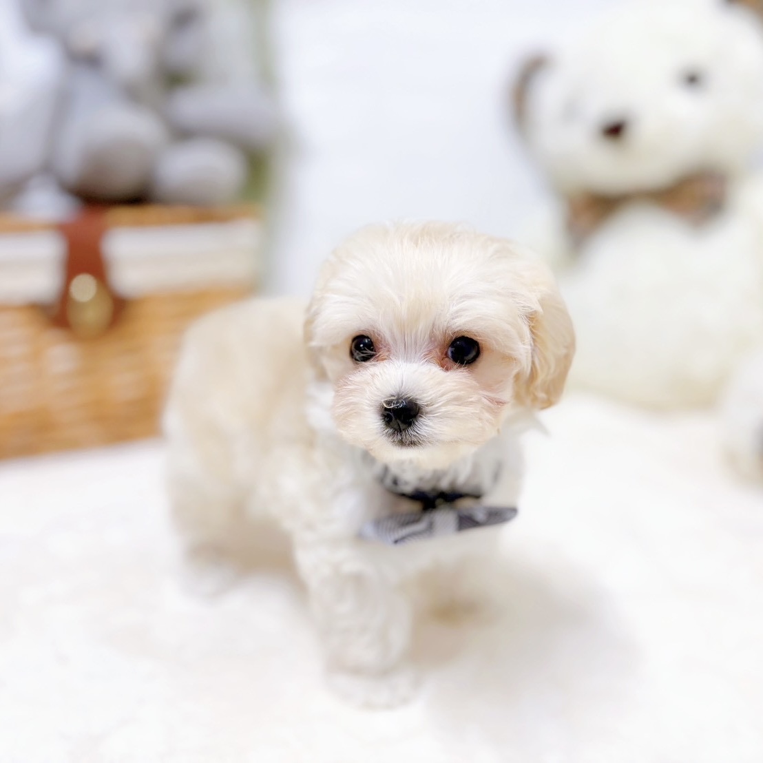 滋賀県のマルプー(マルチーズ×プードル) (犬の家＆猫の里近江八幡店/2026年2月16日生まれ/男の子/クリーム)の子犬の4枚目の画像