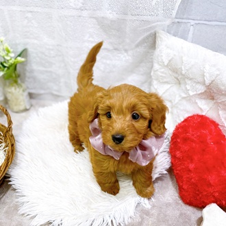 滋賀県のダップー(ダックス×プードル) (犬の家＆猫の里長浜店/2026年2月19日生まれ/女の子/レッド)の子犬の4枚目の画像