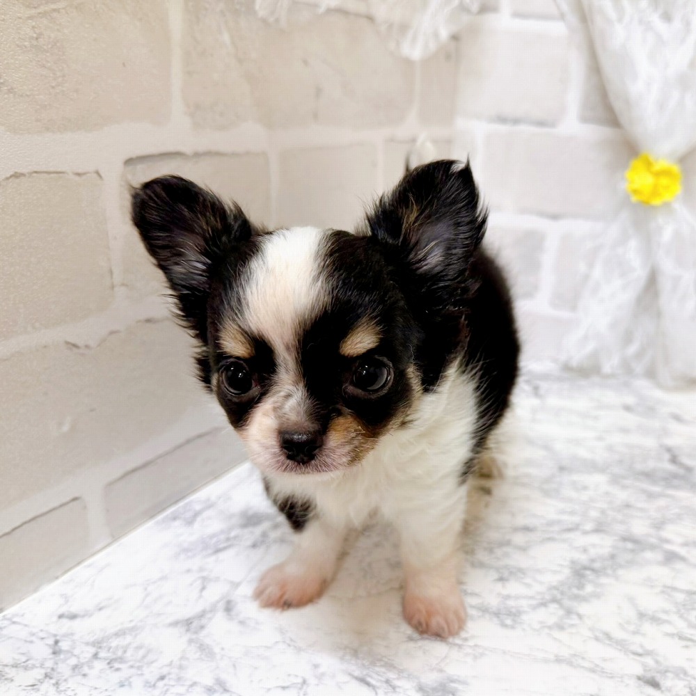 京都府のチワワ(ロング) (犬の家＆猫の里京都精華店/2026年2月18日生まれ/女の子/ブラックタンホワイト)の子犬の4枚目の画像