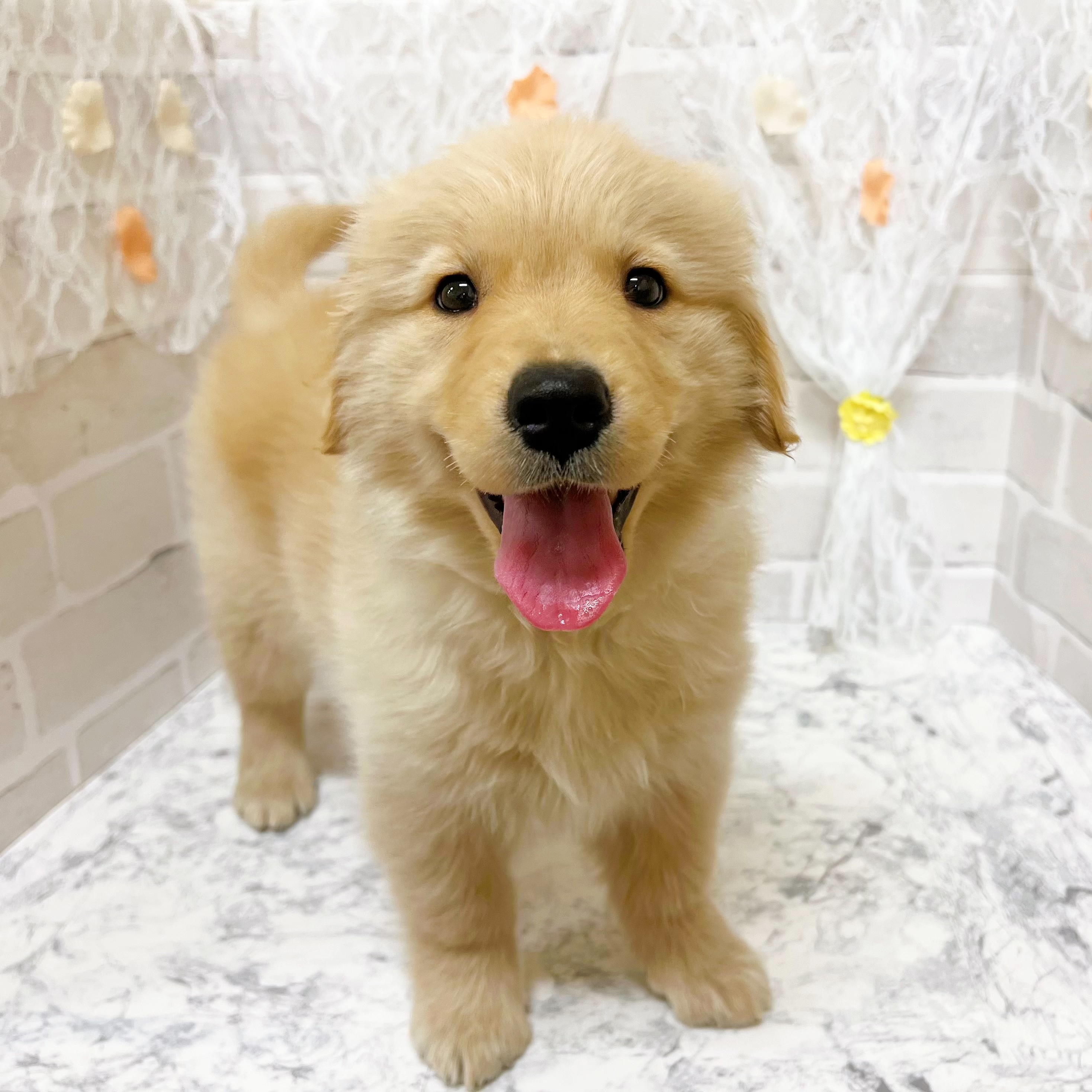 京都府のゴールデンレトリバー (犬の家＆猫の里京都精華店/2026年2月17日生まれ/女の子/ゴールデン)の子犬の4枚目の画像