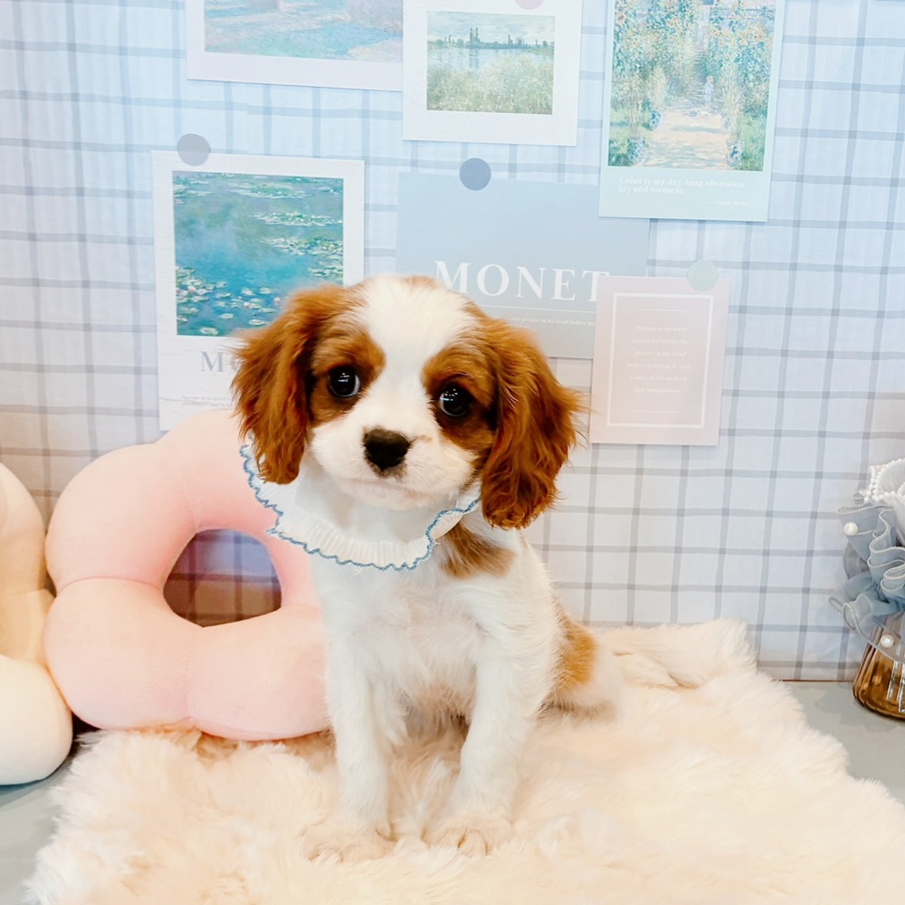 福井県のキャバリアキングチャールズスパニエル (犬の家＆猫の里福井店/2026年2月18日生まれ/男の子/ブレンハイム)の子犬の4枚目の画像