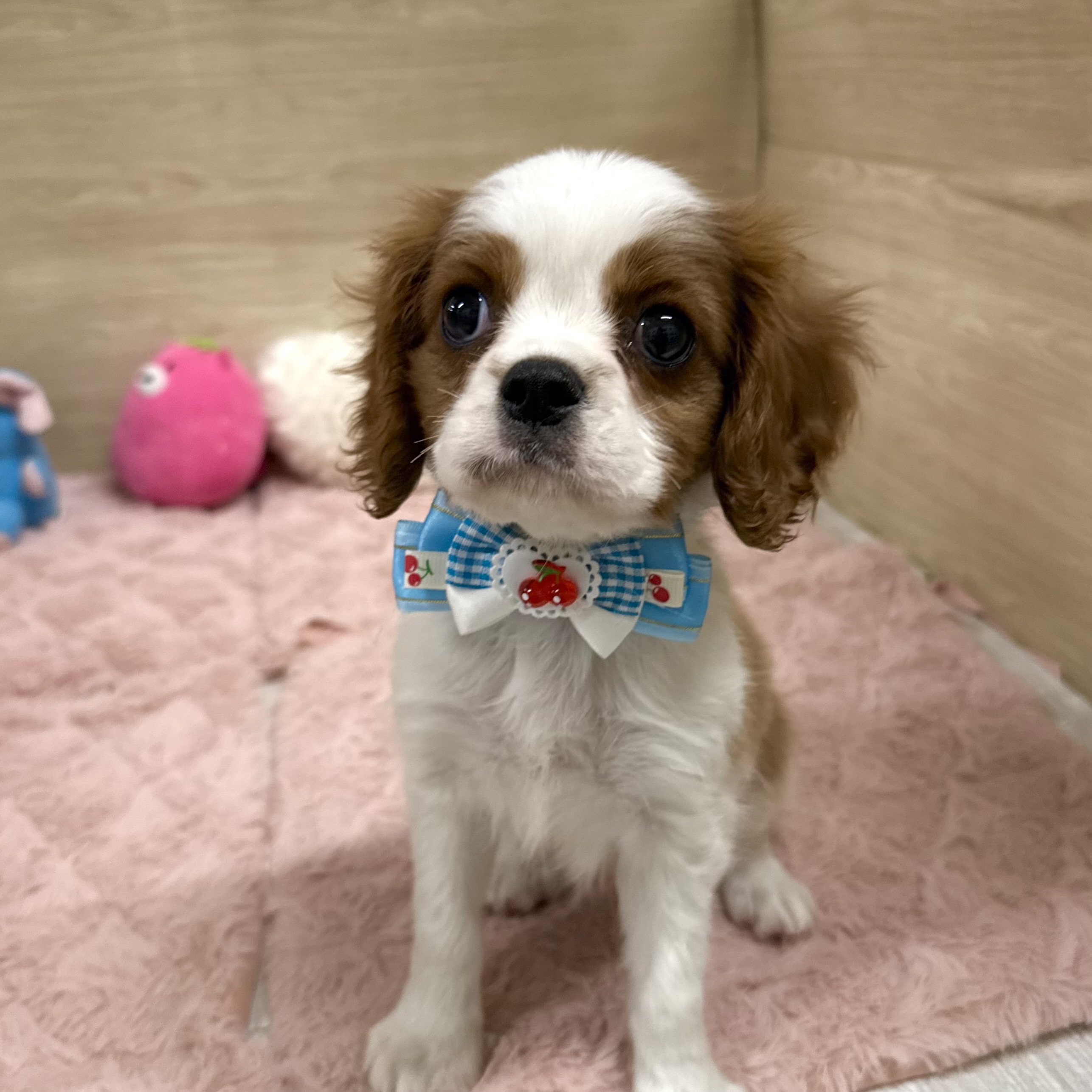 大阪府のキャバリアキングチャールズスパニエル (犬の家＆猫の里そよら東岸和田店/2026年2月18日生まれ/男の子/ブレンハイム)の子犬の4枚目の画像