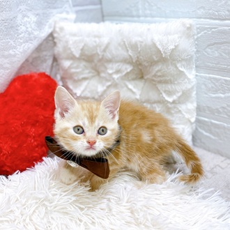 滋賀県のアメリカンショートヘアー (犬の家＆猫の里長浜店/2026年2月18日生まれ/女の子/クリームタビーホワイト)の子猫の4枚目の画像